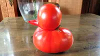 Sebutir buah tomat berbentuk sangat mirip dengan boneka bebek yang legendaris. Sayang kalau dimakan.
