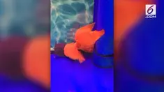 Sekelompok ikan menyelamatkan temannya yang sekarat dari seekor kura-kura. Salah satu ikan tenggelam perlahan ke dasar akuarium.