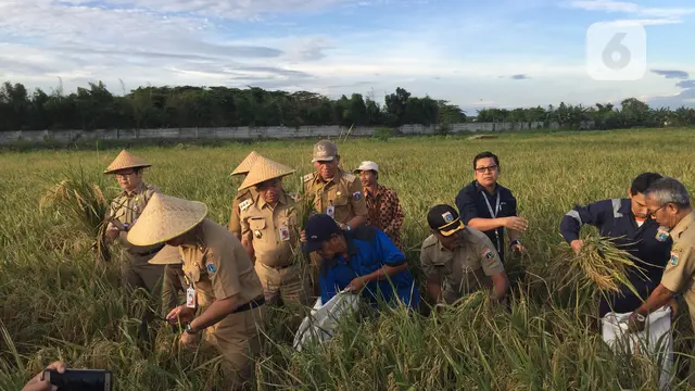 Gaya Gubernur Anies Baswedan memanen padi di sawah Cakung, Jakarta Timur.