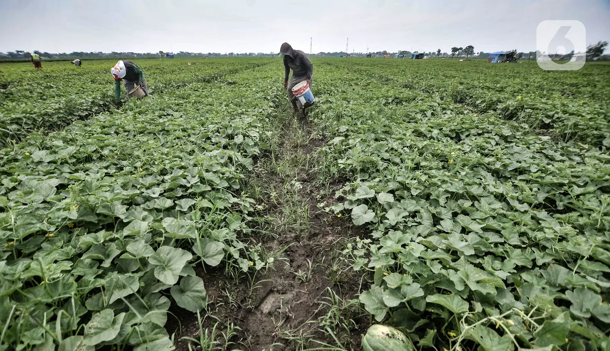 Petani melakukan perawatan tanaman blewah di Kabupaten Bekasi, Jawa Barat, Kamis (15/4/2021). Sekitar 60 persen petani sayuran di Kabupaten Bekasi beralih menanam blewah karena menjadi salah satu buah yang diminati warga saat bulan Ramadhan. (merdeka.com/Iqbal S. Nugroho)
