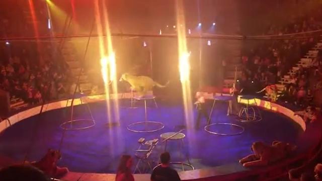 Akibat Atraksi Ring Api, Macan Sirkus Ini Pingsan