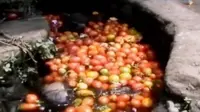 Petani tomat bingung karena hasil panen yang melimpah tidak memberikan keuntungan. 