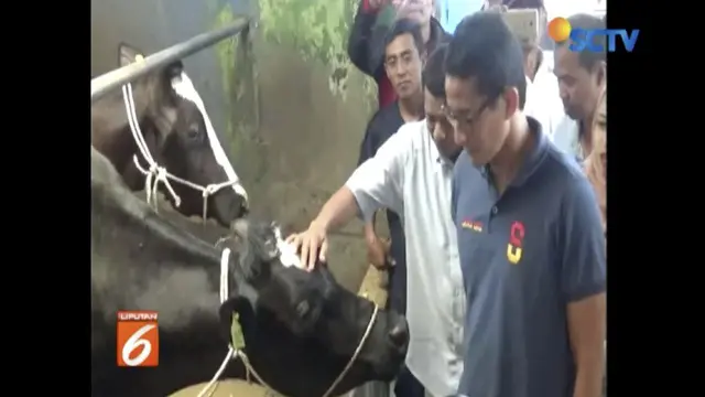 Temui peternak sapi dan petani apel di Pasuruan, Jawa Timur, Sandiaga Uno janji setop impor susu dan apel.