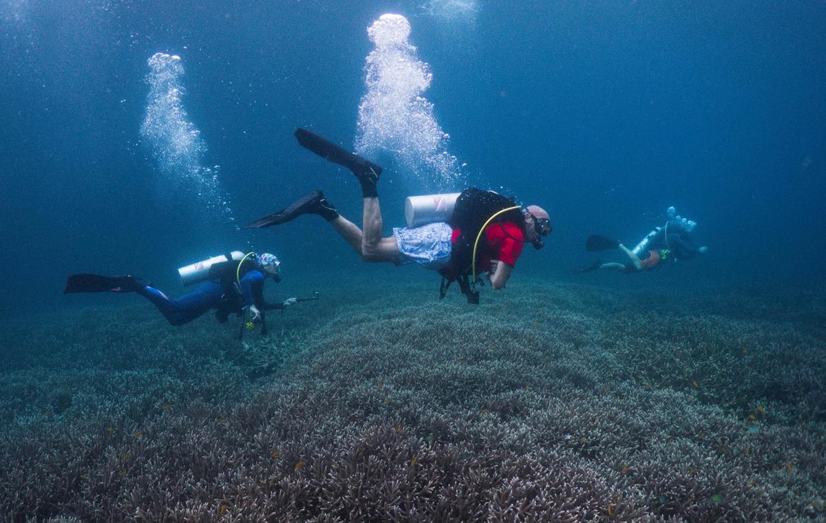 FOTO: Raja Ampat Hadapi Tekanan di Tengah Keajaiban Bawah Laut