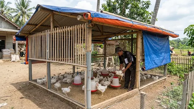 Kandang Ayam Broiler Sederhana