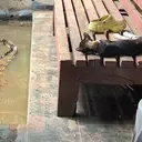 Kisah Coki, Buaya 2 Meter yang Dipelihara di Teras Rumah