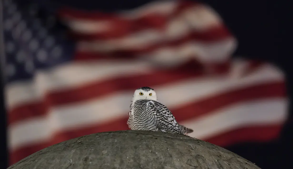 Bendera Amerika saat burung hantu salju yang langka bertengger di atas Christopher Columbus Memorial Fountain di pintu masuk Union Station, Washington, pada 7 Januari 2022. Seekor burung hantu langka terlihat mengunjungi monumen ikonik di Washington, D.C. seminggu terakhir. (AP Photo/Carolyn Kaster)