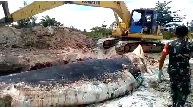 Bangkai paus biru sepanjang 18 meter ditemukan membusuk di perairan Ambon, Maluku, tepatnya di pantai Kampung Baru, Kecamatan Lilialy, Pulau Buru.