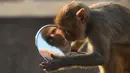 Reaksi seekor monyet ketika memandangi bayangan dirinya sendiri dari kaca spion sepeda motor milik pengunjung kuil di Jaipur, negara bagian Rajasthan, India, 16 Desember 2016. (AFP PHOTO/DOMINIQUE Faget)