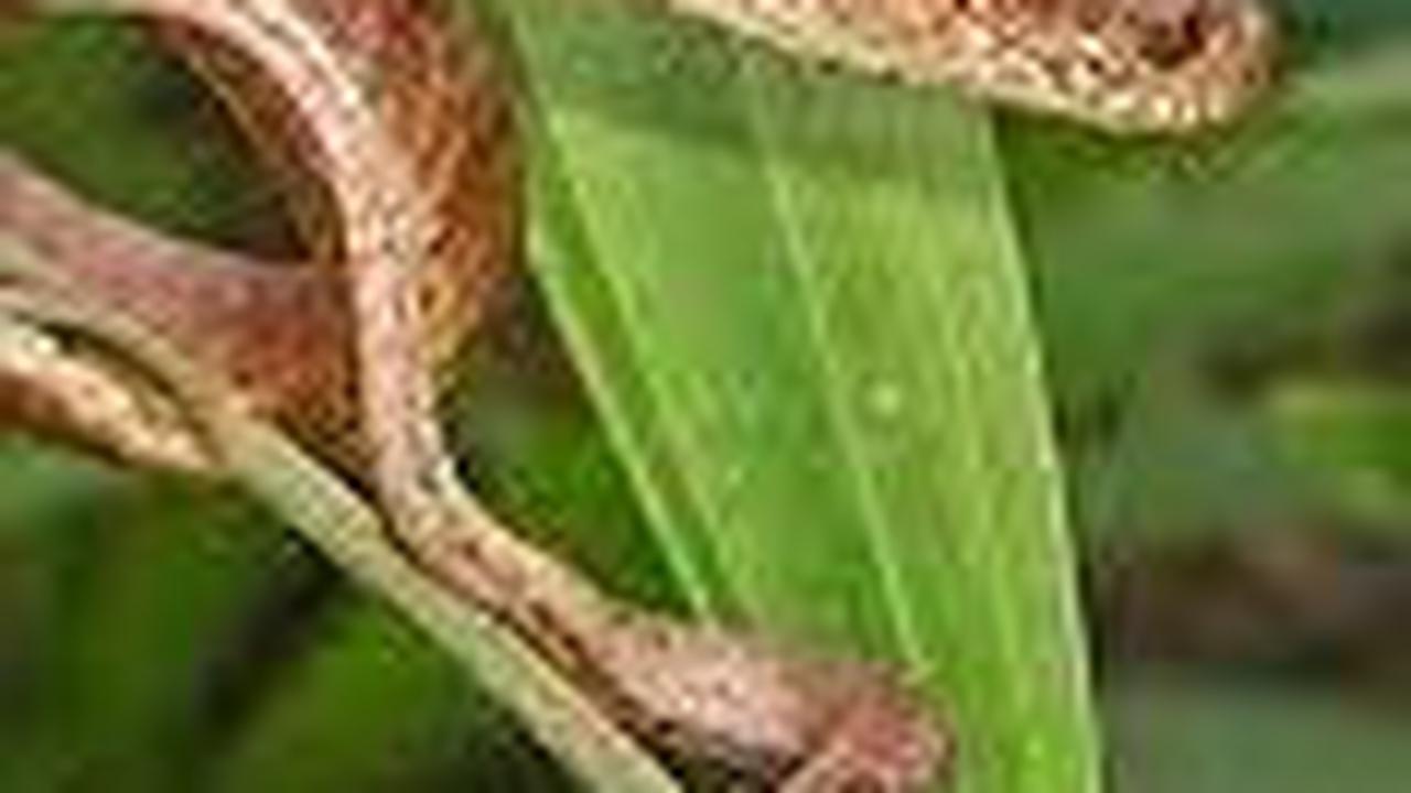 Penemuan Spesies Baru Ular yang Tiba-Tiba Muncul di Pohon, Ilmuwan Langsung Teliti