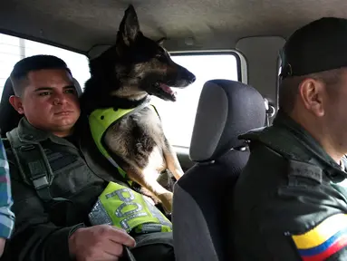 Anjing pelacak, Sombra bersama pawangnya, Jose Rojas menuju terminal kargo di bandara El Dorado, Bogota, 26 Juli 2018. Sombra kini dipindahkan ke Bandara Bogota, demi keselamatan anjing kepolisian Kolombia tersebut. (AP/Fernando Vergara)