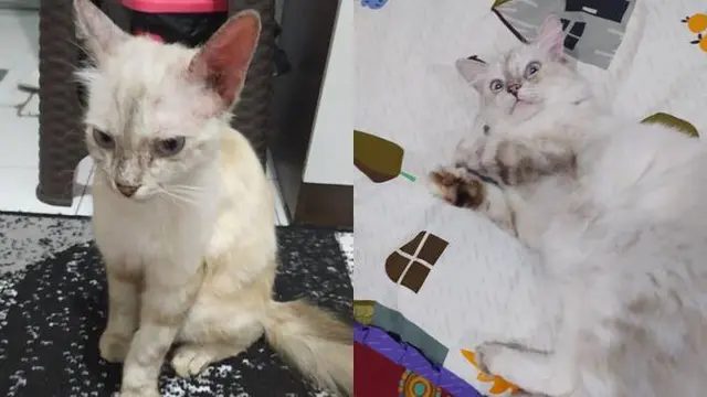 7 Potret Transformasi Kucing Liar Sebelum dan Sesudah Diadopsi Bikin Haru