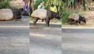 Bukan Satwa Biasa, Ini Alasan Tapir Harus Dilindungi