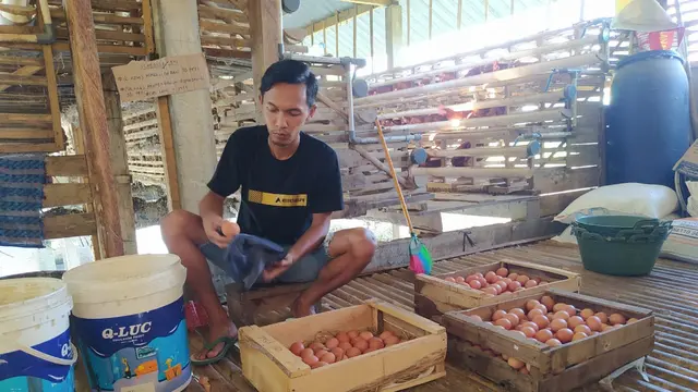 Peternak ayam petelur bertahan di tengah pandemi