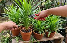5 Media Tanam Terbaik untuk Membuat Pandan Tumbuh Subur, Cocok untuk Berkebun di Rumah