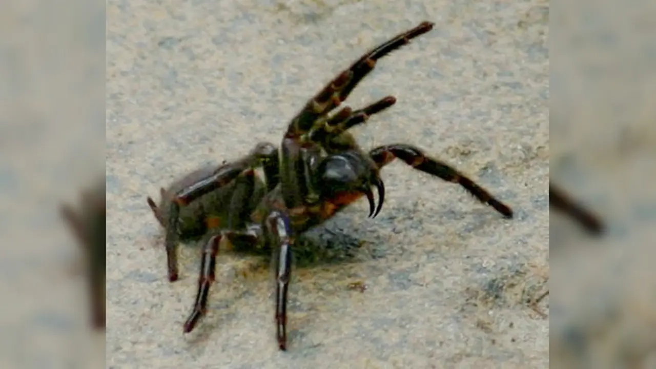 Laba-laba jaring corong Australia (Wikimedia / Creative Commons)