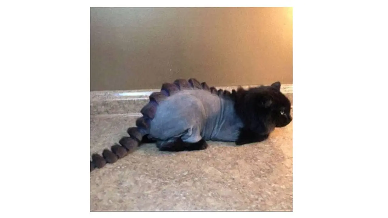 Potret Kucing Mirip Dinosuarus Ini Bikin Senyum-senyum Sendiri