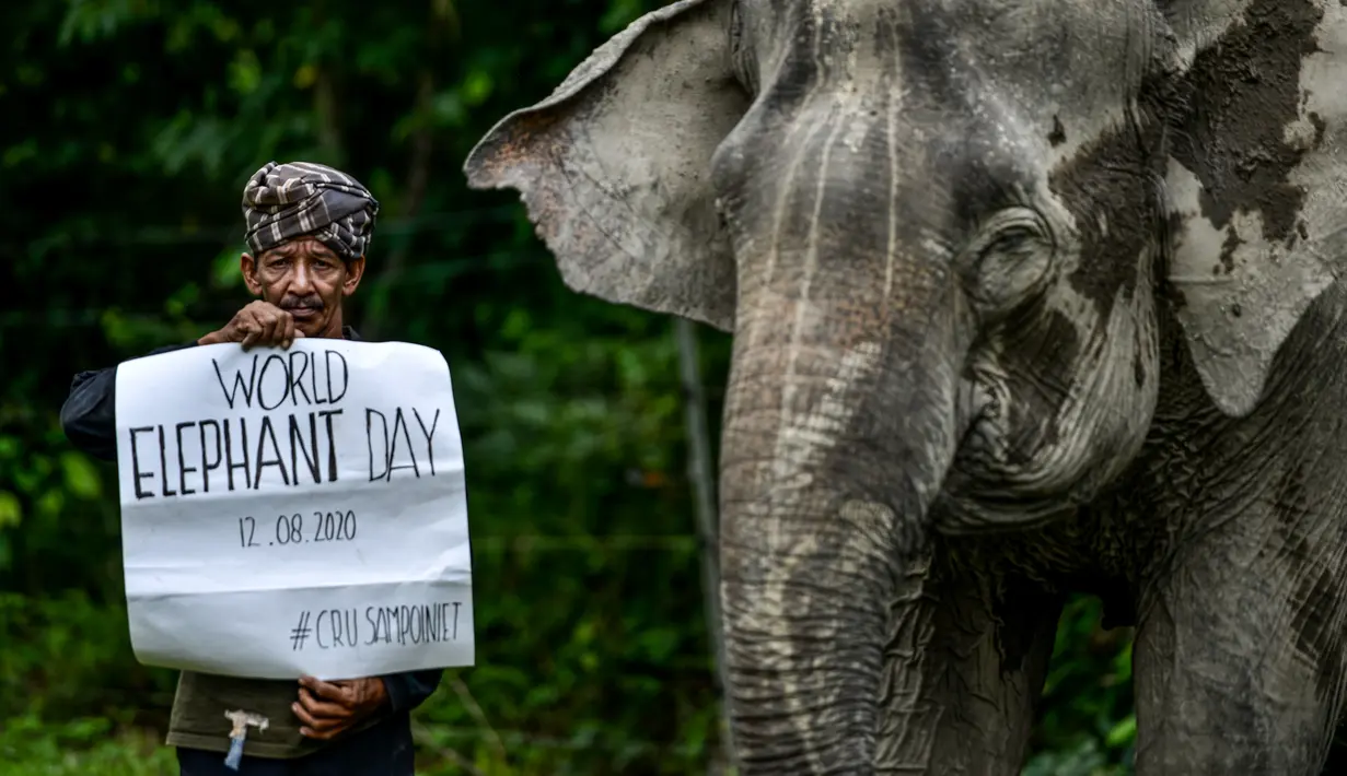 Penjaga hutan berpose sambil memegang plakat dekat gajah Sumatera pada Hari Gajah Sedunia di Conservation Response Unit, Sampoiniet, Kabupaten Aceh Jaya, Provinsi Aceh, Rabu (12/8/2020). Hari Gajah Sedunia diperingati setiap tanggal 12 Agustus. (CHAIDEER MAHYUDDIN/AFP)