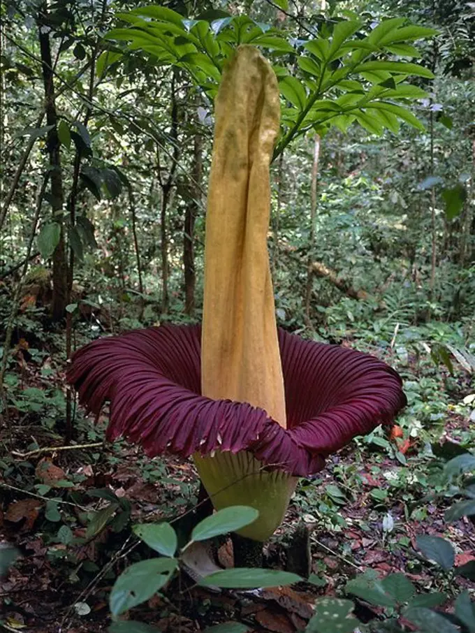Dengan Bangga, Lima Pemuda di Sumut Ini Rusak Tanaman Langka