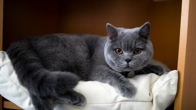 British Shorthair