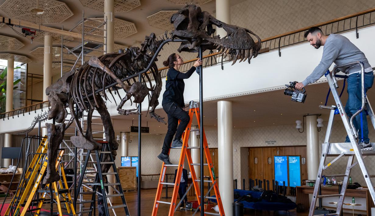 Kerangka sepanjang 3,9 meter (12,8 kaki) ini telah dipasang di atas karpet merah dan di bawah lampu kristal di gedung konser Zurich, di mana ia akan dipamerkan kepada publik sebelum dilelang pada 18 April. (Photo by ARND WIEGMANN / AFP)