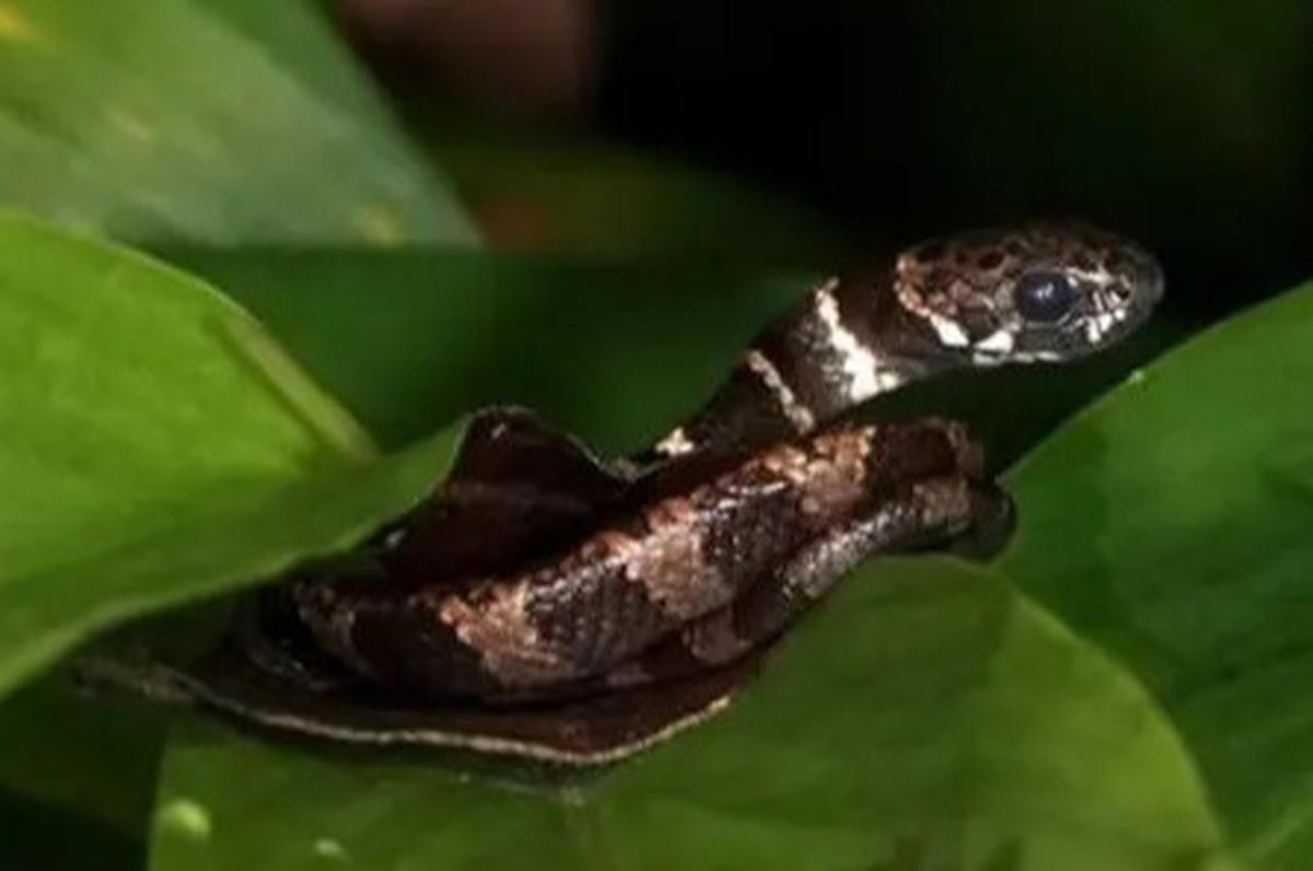 5 Hewan Ini Punya Selera Makan Unik di Alam, Ada Luwak Pemakan Ular Kobra