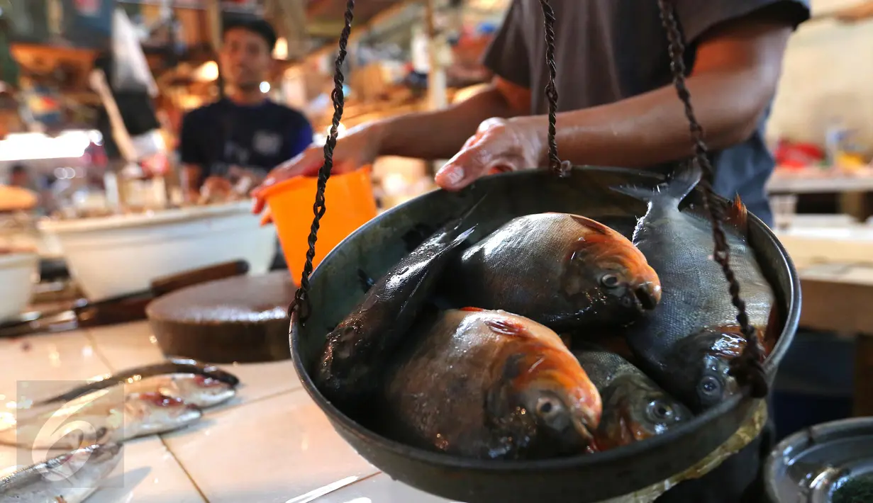 Pedagang menimbang ikan di Pasar Senen, Jakarta, (23/5). Kementerian Kelautan dan Perikanan (KKP) dengan Otoritas Jasa Keuangan (OJK) menargetkan penyaluran kredit untuk sektor kelautan dan perikanan pada tahun 2016. (Liputan6.com/Angga Yuniar)