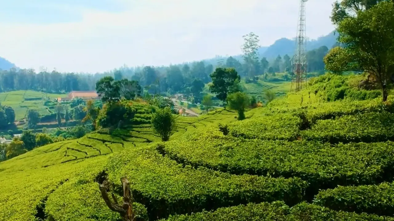 Perkebunan Teh Rancabali