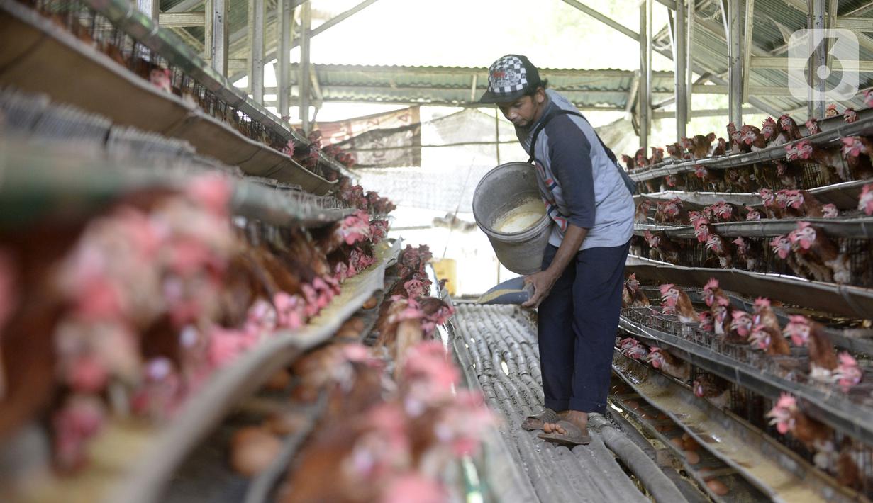 Peternak ayam petelur Madsai (41) memberi makan ayam-ayamnya di Desa Pengasinan, Gunung Sindur, Kabupaten Bogor, Jawa Barat, Selasa (6/10/2020). Harga telur eceran sempat mencapai Rp 24 ribu per kilogram, sekarang turun Rp 18,500 per kilogram. (merdeka.com/Dwi Narwoko)