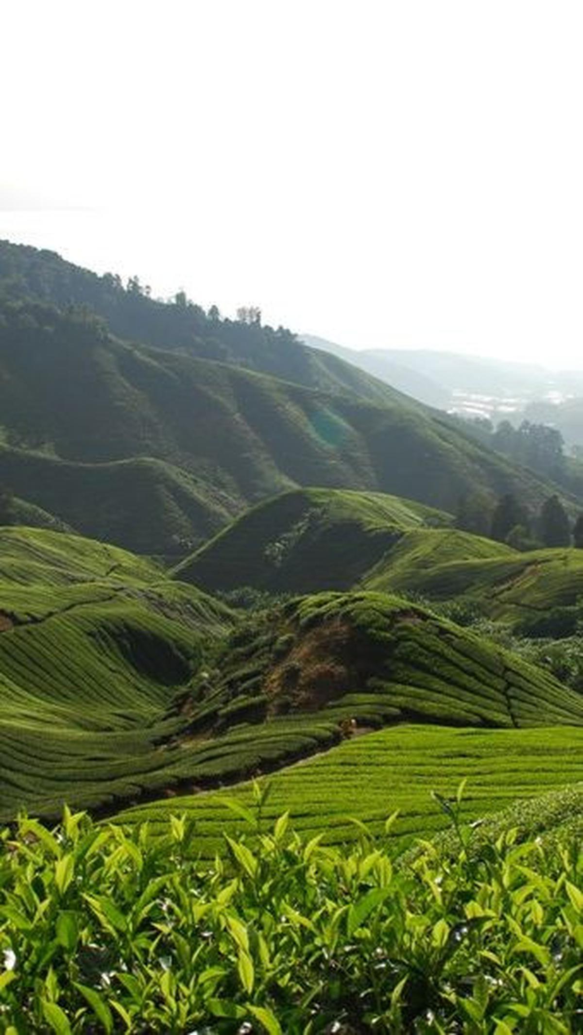 <b>Sejarah Wisata Agro Wonosari Malang</b>