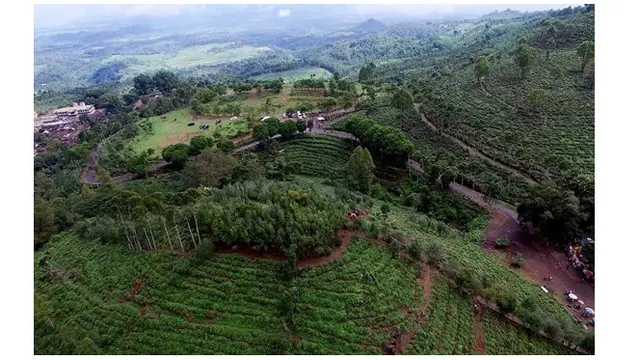 Perkebunan Teh Jamus