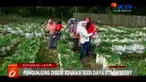 Agrowisata petik buah strawberry ini, terletak di Desa Sumbermujur, Kecamatan Candipuro atau sekitar 15 km dari pusat Kota Lumajang