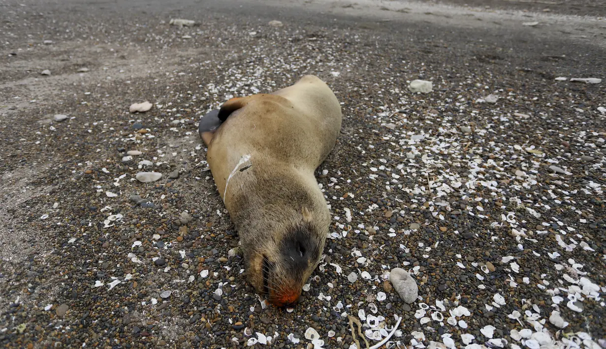 Otoritas kesehatan hewan Argentina dalam keadaan siaga tinggi terhadap wabah flu burung yang sangat patogen yang telah membunuh puluhan singa laut di sepanjang pantai Atlantik Selatan. (AP Photo/Juan Macri)