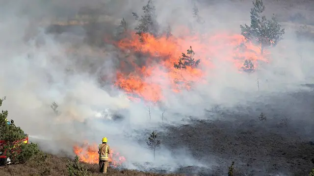 Kebakaran seluas 70 hektar terjadi di cagar alam Saint Catherine’s Hill Inggris.Diduga awal mula kebakaran berasal dari tiga tempat yang berbeda