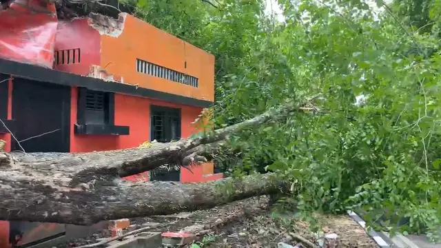 Pohon Tumbang di Medan