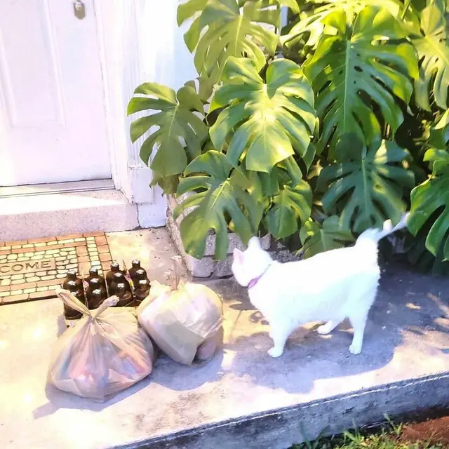 Kenalkan Tuna, Kucing Menggemaskan yang Akrab dengan Tukang Antar Paket