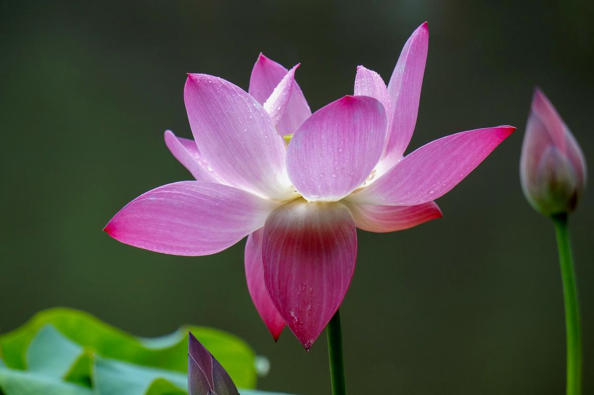 Bunga Teratai (Foto: Freepik/ilovehz)