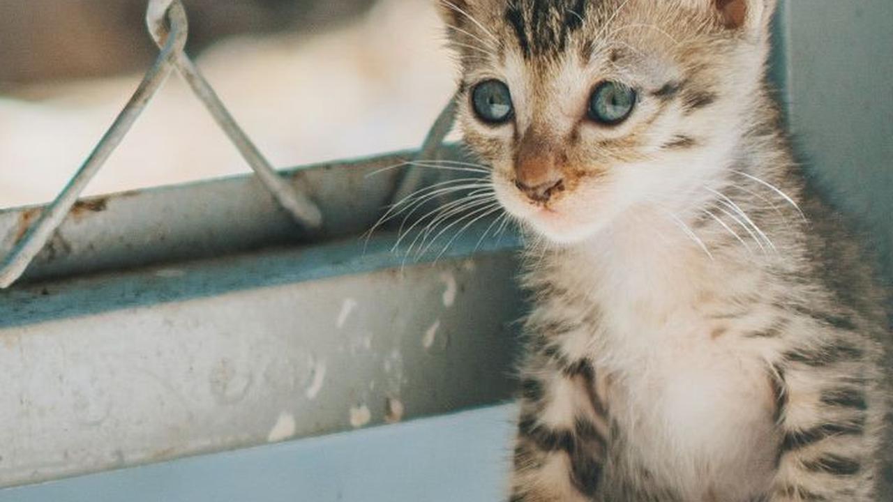 Nama Kucing Lucu dan Menggemaskan<br>
