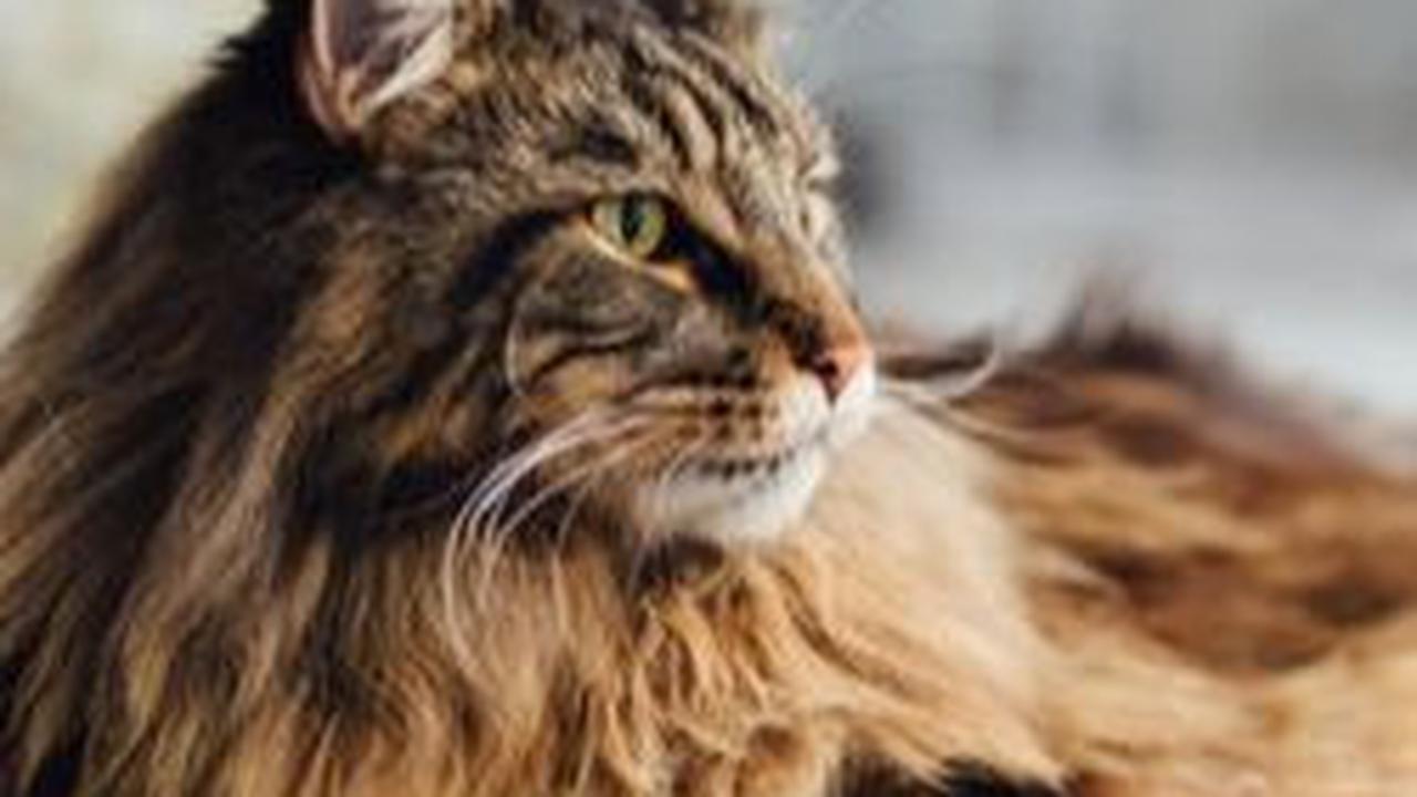 Maine Coon