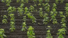 Tanaman ganja yang masih muda terlihat tumbuh subur di sebuah perkebunan terbesar di Kanuma, Prefektur Tochigi, Jepang, 5 Juli 2016. Nantinya ganja tersebut dipanen untuk diolah kembali menjadi kain, tali ataupun kertas. (REUTERS/Issei Kato)