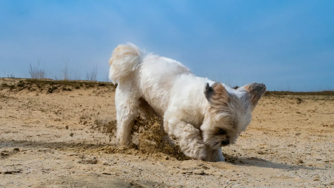 Dog Digging