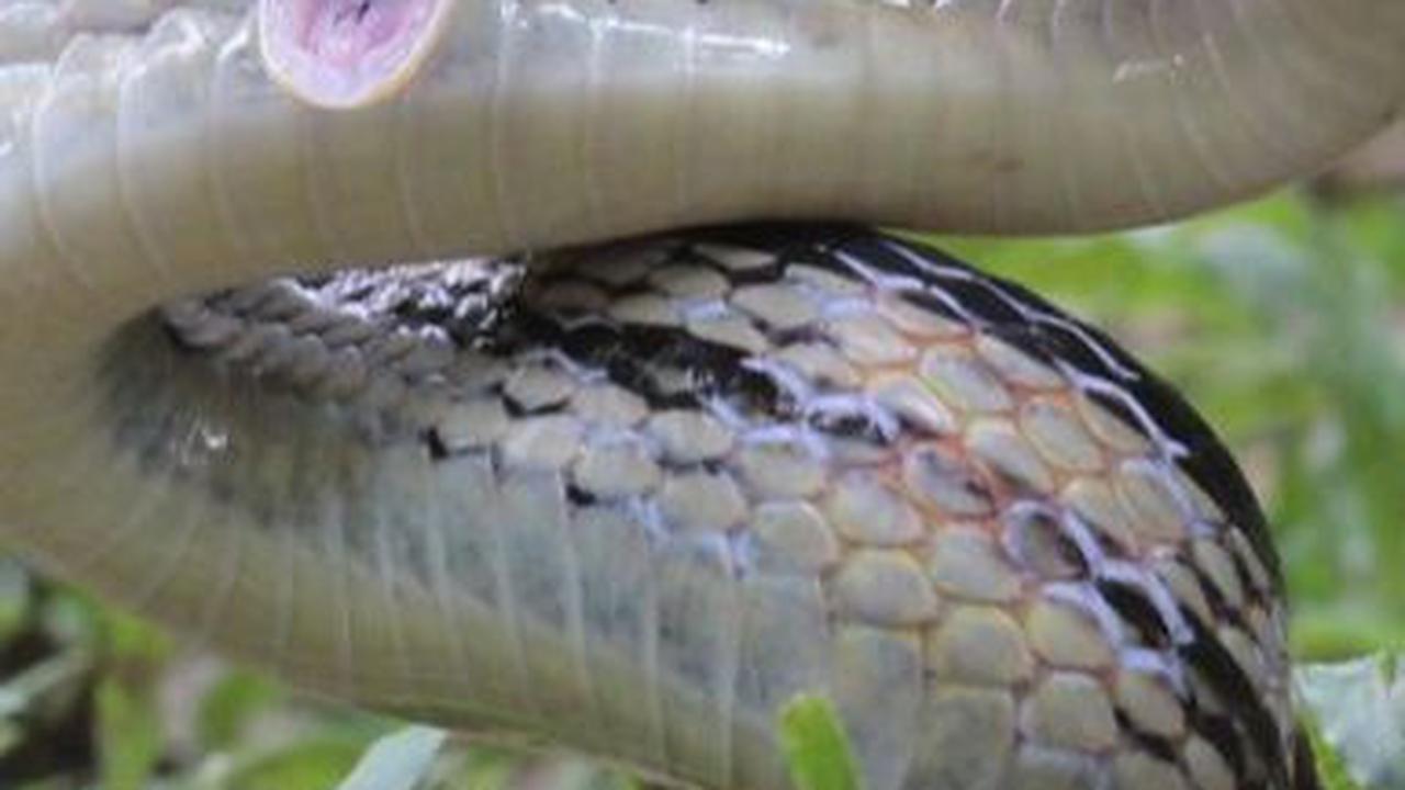 <b>3. Ular Sapi</b>