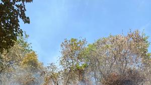 350 Hektare Hutan di Kaki Bukit Senubut Lahat Terbakar