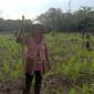 Satimah 60 tahun, seorang peladang wanita Desa Desa Sungai Enau saat naman padi jenis langsat. (Foto: Liputan6.com/Aceng Mukaram)