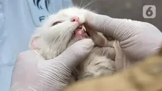 Petugas memeriksa kesehatan kucing di Pasar Barito, Jakarta, Senin (28/3/2022). Sudin KPKP Jakarta Selatan melakukan inspeksi kesehatan hewan di Pasar Barito meliputi penyemprotan disinfektan, pemeriksaan kesehatan hewan dan vaksinasi rabies gratis. (Liputan6.com/Herman Zakharia)