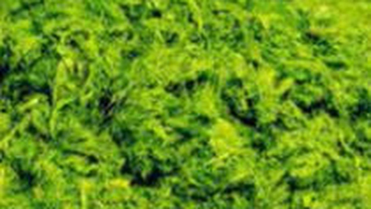 Alga