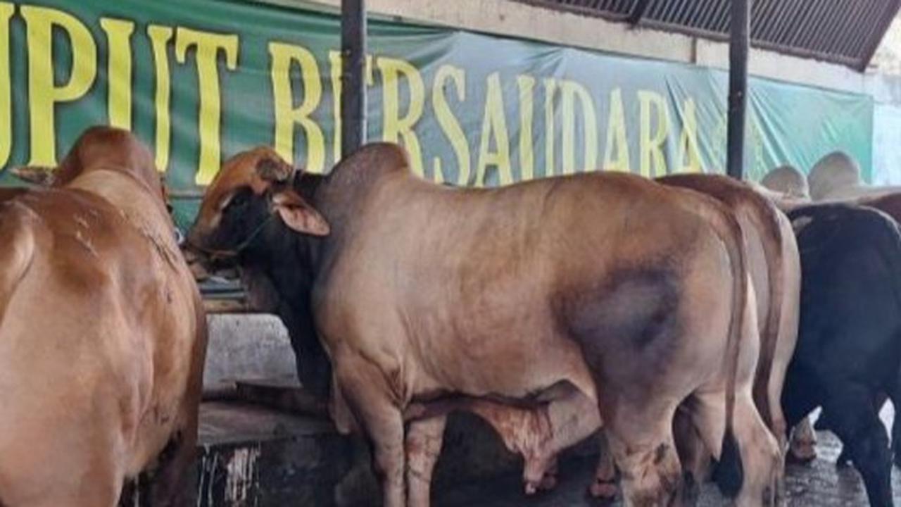 Pemkot Depok Gencar Sosialisasi Protokol Kesehatan Hewan Kurban Jelang Idul Adha