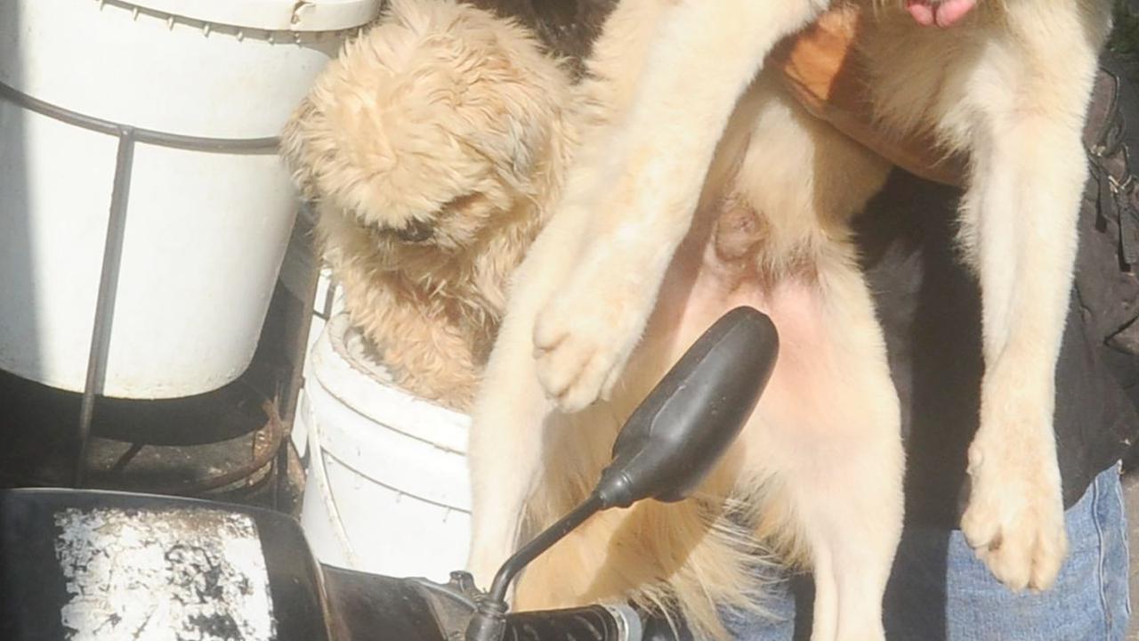 Lelut memiliki kebiasaan unik dengan anjing-anjing yang dipeliharanya. Setiap sore, dia selalu mengajak anjing-anjingnya keliling mencari limbah hotel dan restoran untuk pakan ternaknya.
