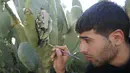 Ahmad Yasin melukis tangan dibatang kulit tanaman kaktus di desa Tepi Barat Aseera Ashmaliya dekat Nablus,Palestina, (31/3). (REUTERS / Abed Omar Qusini)