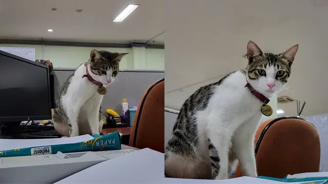Kucing Soleh diangkat jadi Penyuluh Ahli Meow di KPP Serpong